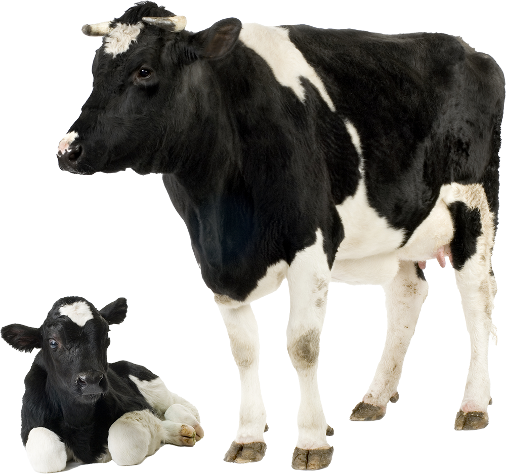 Cow 1 Png